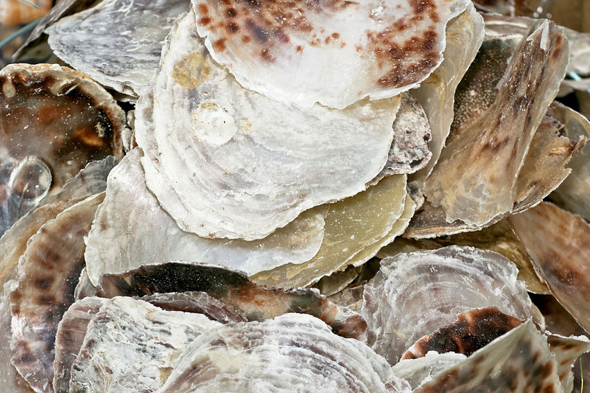 Restos de ostra común, similar al encontrado en El Ostrero