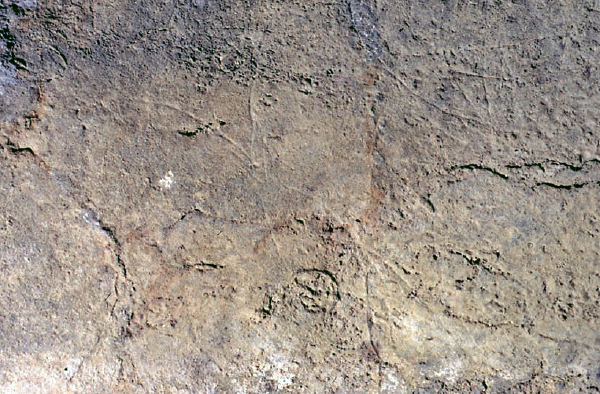 Grabado de la cabra frontal de la cueva del Otero. Fotografía: Cesar González Sainz